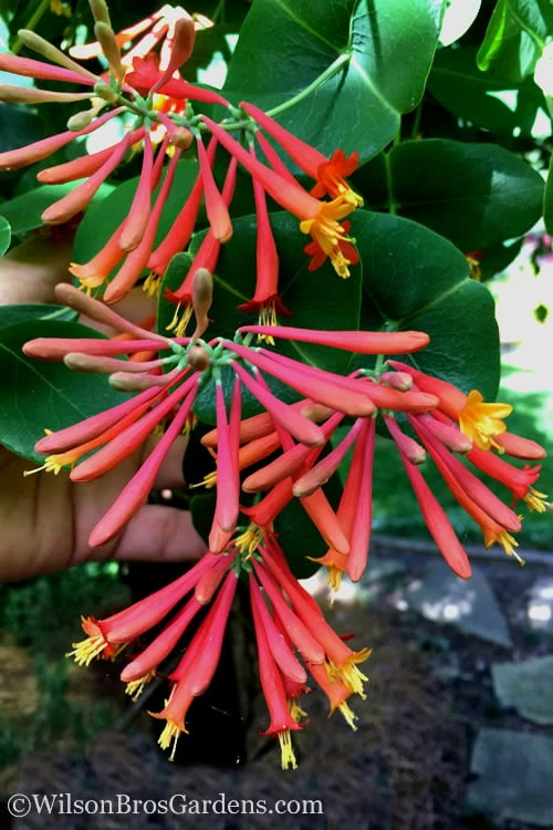 Major Wheeler Red Trumpet Honeysuckle - 1 Gallon Pot (On Trellis) 10 Major Wheeler Red Trumpet Honeysuckle - 1 Gallon Pot (On Trellis) - Image 8