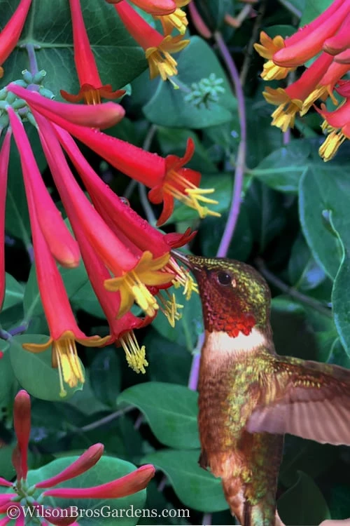 Major Wheeler Red Trumpet Honeysuckle - 1 Gallon Pot (On Trellis) 3 Major Wheeler Red Trumpet Honeysuckle - 1 Gallon Pot (On Trellis)