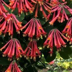 Major Wheeler Red Trumpet Honeysuckle - 1 Gallon Pot (On Trellis) 14 Major Wheeler Red Trumpet Honeysuckle - 1 Gallon Pot (On Trellis) -Outlet Aegis Garden Store Honeysuckle Major Wheeler 31