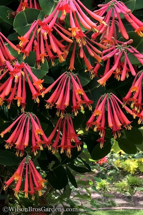 Major Wheeler Red Trumpet Honeysuckle - 1 Gallon Pot (On Trellis) 6 Major Wheeler Red Trumpet Honeysuckle - 1 Gallon Pot (On Trellis) - Image 4