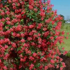 Major Wheeler Red Trumpet Honeysuckle - 1 Gallon Pot (On Trellis) 16 Major Wheeler Red Trumpet Honeysuckle - 1 Gallon Pot (On Trellis) -Outlet Aegis Garden Store Honeysuckle Major Wheeler 34