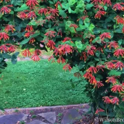 Major Wheeler Red Trumpet Honeysuckle - 1 Gallon Pot (On Trellis) 15 Major Wheeler Red Trumpet Honeysuckle - 1 Gallon Pot (On Trellis) -Outlet Aegis Garden Store Honeysuckle Major Wheeler 35