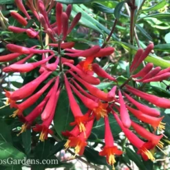 Major Wheeler Red Trumpet Honeysuckle - 1 Gallon Pot (On Trellis) 19 Major Wheeler Red Trumpet Honeysuckle - 1 Gallon Pot (On Trellis) -Outlet Aegis Garden Store Honeysuckle Major Wheeler 37