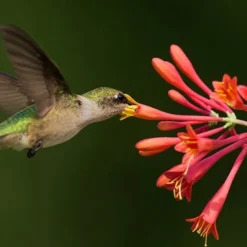 Major Wheeler Red Trumpet Honeysuckle - 1 Gallon Pot (On Trellis) 17 Major Wheeler Red Trumpet Honeysuckle - 1 Gallon Pot (On Trellis) -Outlet Aegis Garden Store Honeysuckle Major Wheeler Flower Hummingbird 4