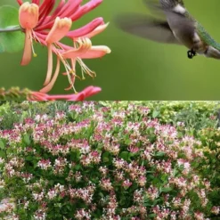 Peaches & Cream Fragrant Honeysuckle - Lonicera Periclymenum - 5 Gallon Pot -Outlet Aegis Garden Store Honeysuckle Peaches And Cream 2 500x750 2