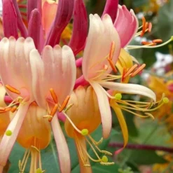 Outlet Aegis Garden Store 30 Peaches & Cream Fragrant Honeysuckle - Lonicera Periclymenum - 5 Gallon Pot