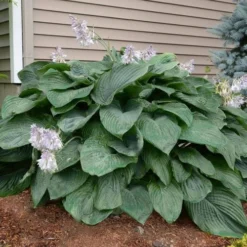 Empress Wu Giant Hosta Lily - 2 Gallon Pot -Outlet Aegis Garden Store Hosta Empress Wu 20 1