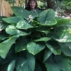 Empress Wu Giant Hosta Lily - 1 Gallon Pot -Outlet Aegis Garden Store Hosta Empress Wu 21