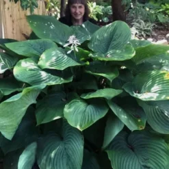 Empress Wu Giant Hosta Lily - 1 Gallon Pot