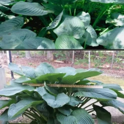 Empress Wu Giant Hosta Lily - 2 Gallon Pot -Outlet Aegis Garden Store Hosta Empress Wu 500x750 2