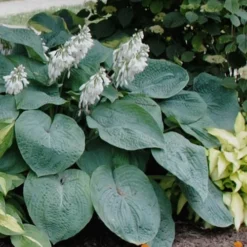 Sieboldiana Elegans Hosta Lily - 1 Gallon Pot 12 Sieboldiana Elegans Hosta Lily - 1 Gallon Pot -Outlet Aegis Garden Store Hosta Sieboldiana Elegans 3 1