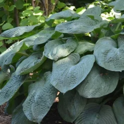 Sieboldiana Elegans Hosta Lily - 1 Gallon Pot 13 Sieboldiana Elegans Hosta Lily - 1 Gallon Pot -Outlet Aegis Garden Store Hosta Sieboldiana Elegans 6 1