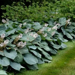 Sieboldiana Elegans Hosta Lily - 1 Gallon Pot 14 Sieboldiana Elegans Hosta Lily - 1 Gallon Pot -Outlet Aegis Garden Store Hosta Sieboldiana Elegans 7 1