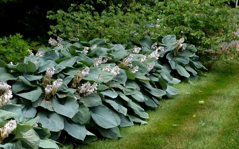 Sieboldiana Elegans Hosta Lily - 1 Gallon Pot 8 Sieboldiana Elegans Hosta Lily - 1 Gallon Pot - Image 6