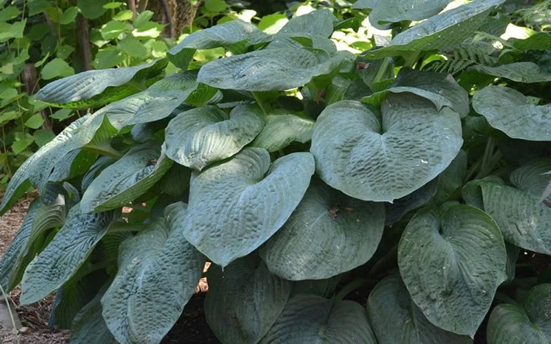 Sieboldiana Elegans Hosta Lily - 1 Gallon Pot 9 Sieboldiana Elegans Hosta Lily - 1 Gallon Pot - Image 7