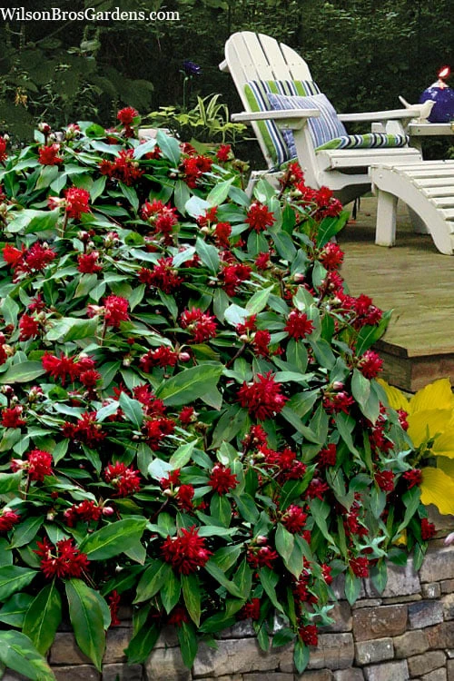 Miss Scarlett Florida Anise - Illicium Floridanum - 2 Gallon Pot 3 Miss Scarlett Florida Anise - Illicium Floridanum - 2 Gallon Pot