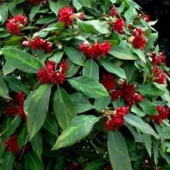 Miss Scarlett Florida Anise - Illicium Floridanum - 2 Gallon Pot 11 Miss Scarlett Florida Anise - Illicium Floridanum - 2 Gallon Pot -Outlet Aegis Garden Store Illicium floridanum miss scarlet anise 102 2