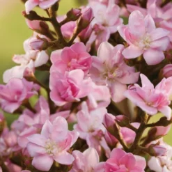 Rosalinda Indian Hawthorn Single Trunk Tree - 7 Gallon Pot (6-7') 11 Rosalinda Indian Hawthorn Single Trunk Tree - 7 Gallon Pot (6-7') -Outlet Aegis Garden Store Indian Hawthorne Rosalinda 6