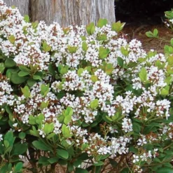 Spring Sonata Indian Hawthorne - 2 Gallon Pot -Outlet Aegis Garden Store Indian Hawthorne Spring Sonata 1