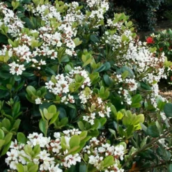 Spring Sonata Indian Hawthorne - 2 Gallon Pot -Outlet Aegis Garden Store Indian Hawthorne Spring Sonata 2 1