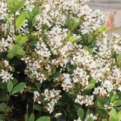 Spring Sonata Indian Hawthorne - 3 Gallon Pot