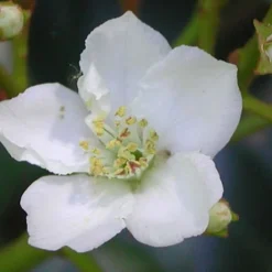 Spring Sonata Indian Hawthorne - 2 Gallon Pot -Outlet Aegis Garden Store Indian Hawthorne Spring Sonata Flower Closeup 1