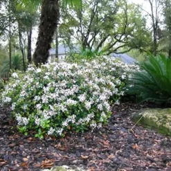 Spring Sonata Indian Hawthorne - 2 Gallon Pot -Outlet Aegis Garden Store Indian Hawthorne Spring Sonata grouping 1