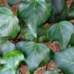 Algerian Ivy - Hedera Helix - 6 Pack Of Pint Pots