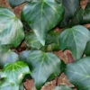 Algerian Ivy - Hedera Helix - 10 Count Flat Of Pint Pots -Outlet Aegis Garden Store Ivy Algerian 500x750 3