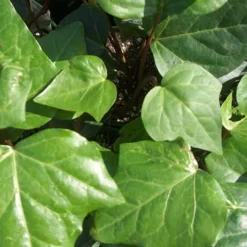 Algerian Ivy - Hedera Helix - 6 Pack Of Pint Pots -Outlet Aegis Garden Store Ivy Algerian Closeup