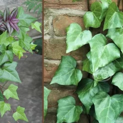 Algerian Ivy - Hedera Helix - 6 Pack Of Pint Pots -Outlet Aegis Garden Store Ivy Algerian Combo