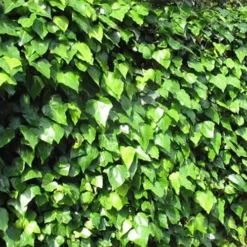 Algerian Ivy - Hedera Helix - 6 Pack Of Pint Pots -Outlet Aegis Garden Store Ivy Algerian Landscape