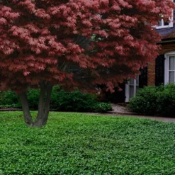 Asian Jasmine (Trachelospermum Asiaticum) - 36 Pack Of 3.5" Pint Pots -Outlet Aegis Garden Store Jasmine Asian 21 3