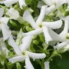 Star Jasmine Vine (Trachelospermum Jasminoides) - 1 Gallon Pot -Outlet Aegis Garden Store Jasmine Confederate 500x750 6
