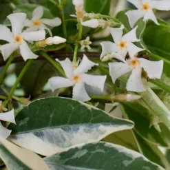 Variegated Confederate Jasmine - Trachelospermum Jasminoides - 6 Pack Of 1 Gallon Pots -Outlet Aegis Garden Store Jasmine Confederate Variegated Flowers 1