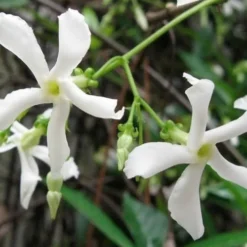 Confederate Jasmine Vine (Trachelospermum Jasminoides) - 6 Pack Of 1 Gallon Pots -Outlet Aegis Garden Store Jasmine Confederate Vine 4
