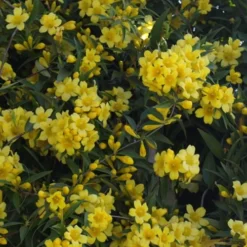 Duet Yellow Jasmine (Jessamine) - 2 Gallon Pot -Outlet Aegis Garden Store Jasmine Duet 5