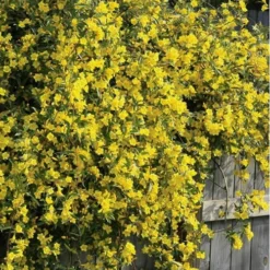 Duet Yellow Jasmine (Jessamine) - 2 Gallon Pot -Outlet Aegis Garden Store Jasmine Duet 8
