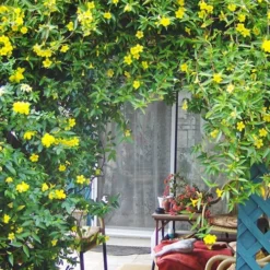Pride Of Augusta Double Flowering Carolina Jasmine - 2 Gallon Pot -Outlet Aegis Garden Store Jasmine Pride Of Augusta 2