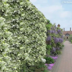 Variegated Confederate Jasmine - Trachelospermum Jasminoides - 6 Pack Of 1 Gallon Pots -Outlet Aegis Garden Store Jasmine Variegated Confederate 11 1