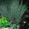 Blue Arrows Rush (Juncus Inflexus) - 8 Pack Of 1 Gallon Pots 2 Blue Arrows Rush (Juncus Inflexus) - 8 Pack Of 1 Gallon Pots -Outlet Aegis Garden Store Juncus Blue Arrows 10