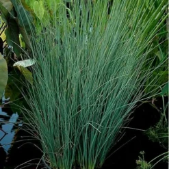 Blue Arrows Rush (Juncus Inflexus) - 8 Pack Of 1 Gallon Pots -Outlet Aegis Garden Store Juncus Blue Arrows 11