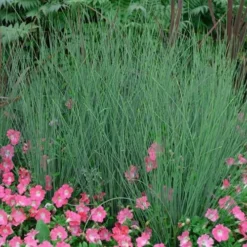 Blue Arrows Rush (Juncus Inflexus) - 6 Pack Of 1 Gallon Pots -Outlet Aegis Garden Store Juncus Blue Arrows 12 2