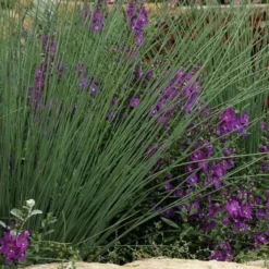 Blue Arrows Rush (Juncus Inflexus) - 8 Pack Of 1 Gallon Pots -Outlet Aegis Garden Store Juncus Blue Arrows 500x750 1