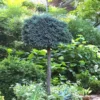 Blue Star Juniper Tree (Single Trunk Topiary) - 2 Gallon Pot -Outlet Aegis Garden Store Juniper Blue Star Standard Topiary 1