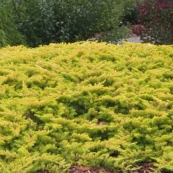 All Gold Golden Pacific Juniper - 1 Gallon Pot -Outlet Aegis Garden Store Juniper Golden Pacific 1 1