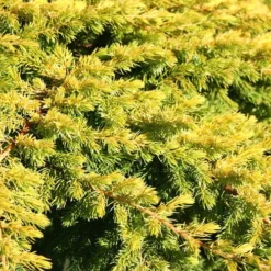 All Gold Golden Pacific Juniper - 1 Gallon Pot -Outlet Aegis Garden Store Juniper Golden Pacific 10 1
