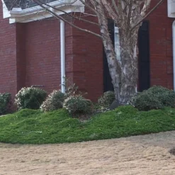 Green Mound Juniper - 1 Gallon Pot -Outlet Aegis Garden Store Juniper Green Mound 2