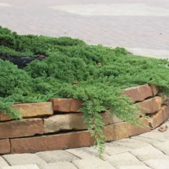 Green Mound Juniper - 1 Gallon Pot -Outlet Aegis Garden Store Juniper Green Mound 4 2