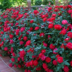 Red Double Knock Out Rose - 1 Gallon Pot -Outlet Aegis Garden Store Knock Out Rose Double Red 7
